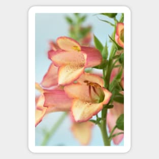 Digitalis x valinii  Illumination Pink = 'Tmdgfp001'  Foxglove  Illumination Series Sticker